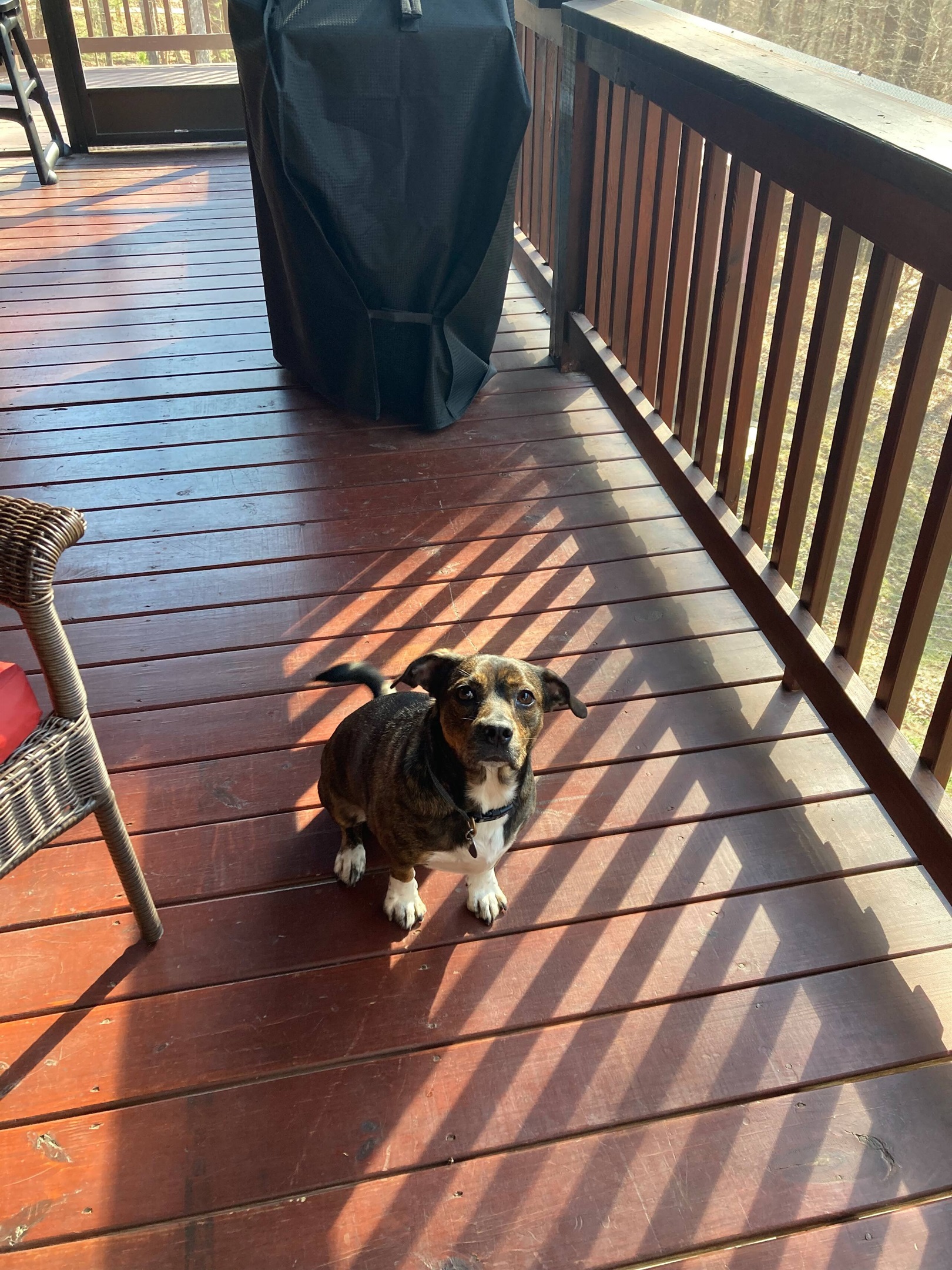 Love all dogs, all sizes, all breeds, shedders or not. Dogs are family!