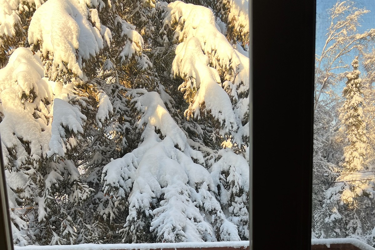 Backyard Trees