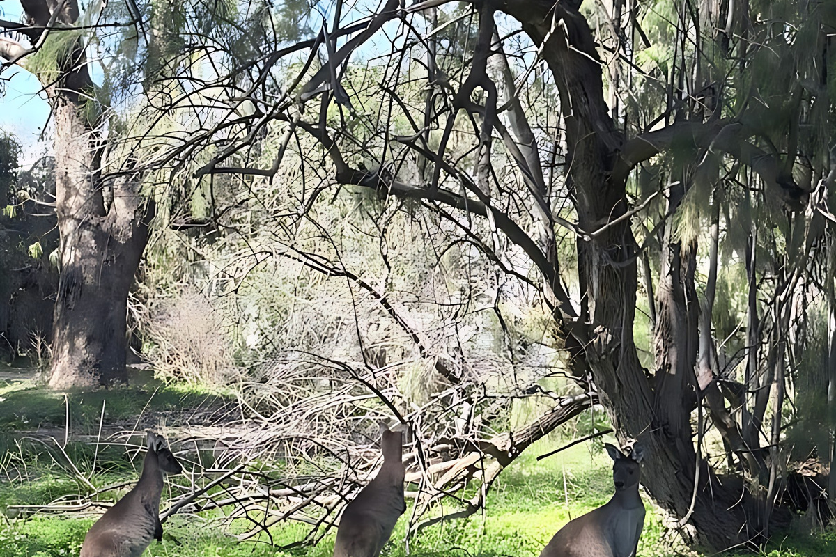 Kangaroos graze beneath the trees around Preston Beach, where wildlife is a regular early-morning sight on the edge of Yalgorup National Park and the Lake Preston bushland.