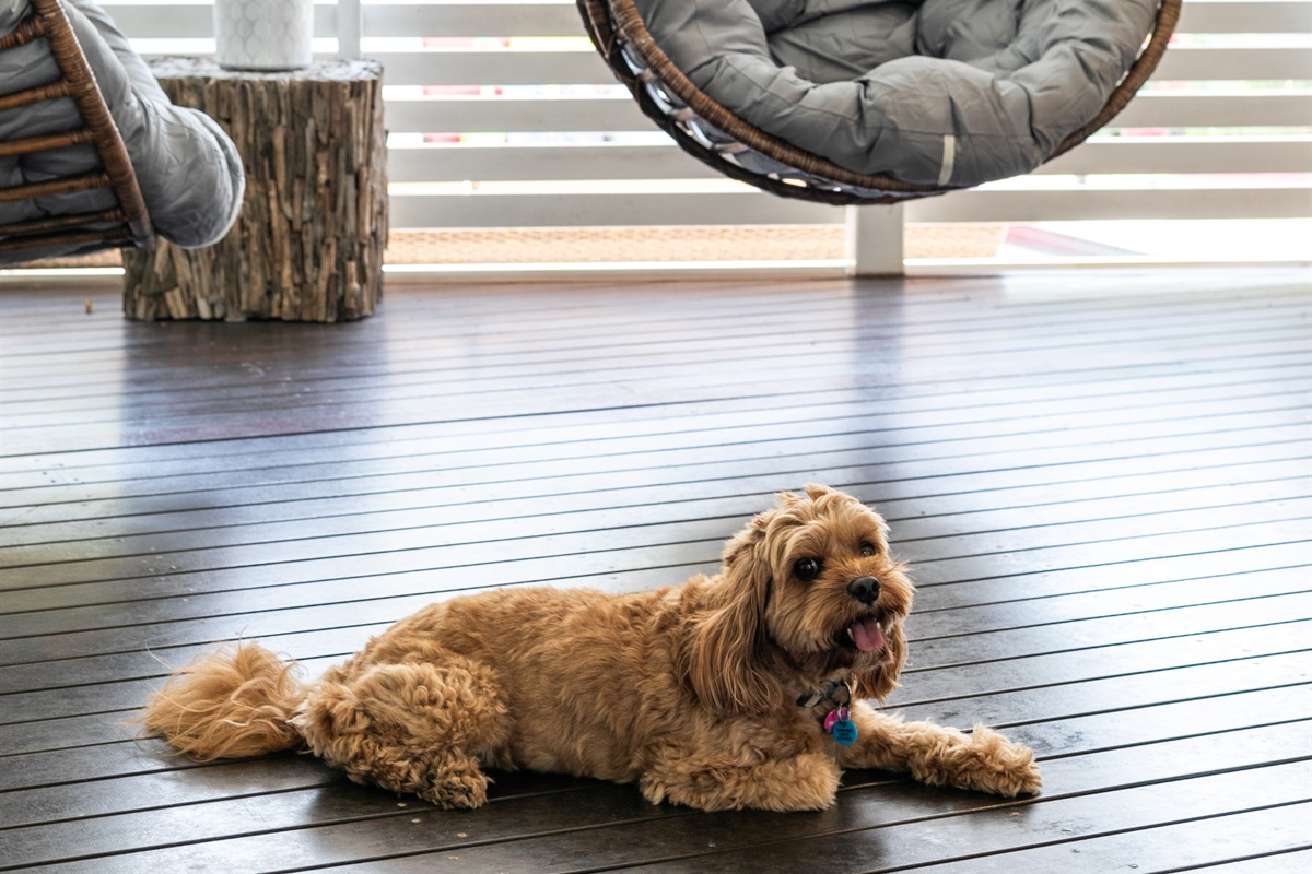 Bring your best (furry) friend - on request only.