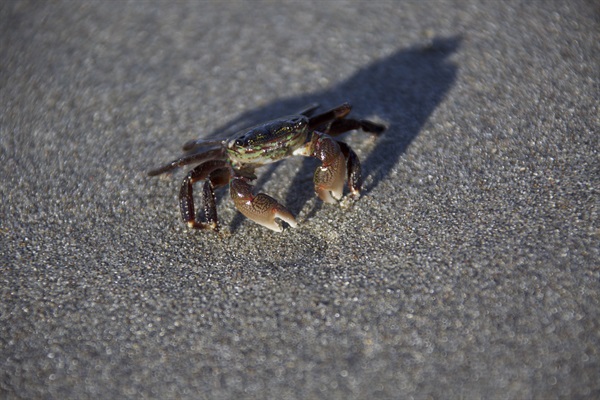 Crab Stare down