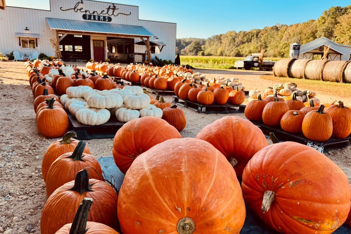 Spend a fun fall day pumpkin picking at Bennett Farms — just a 20-minute drive from the property!