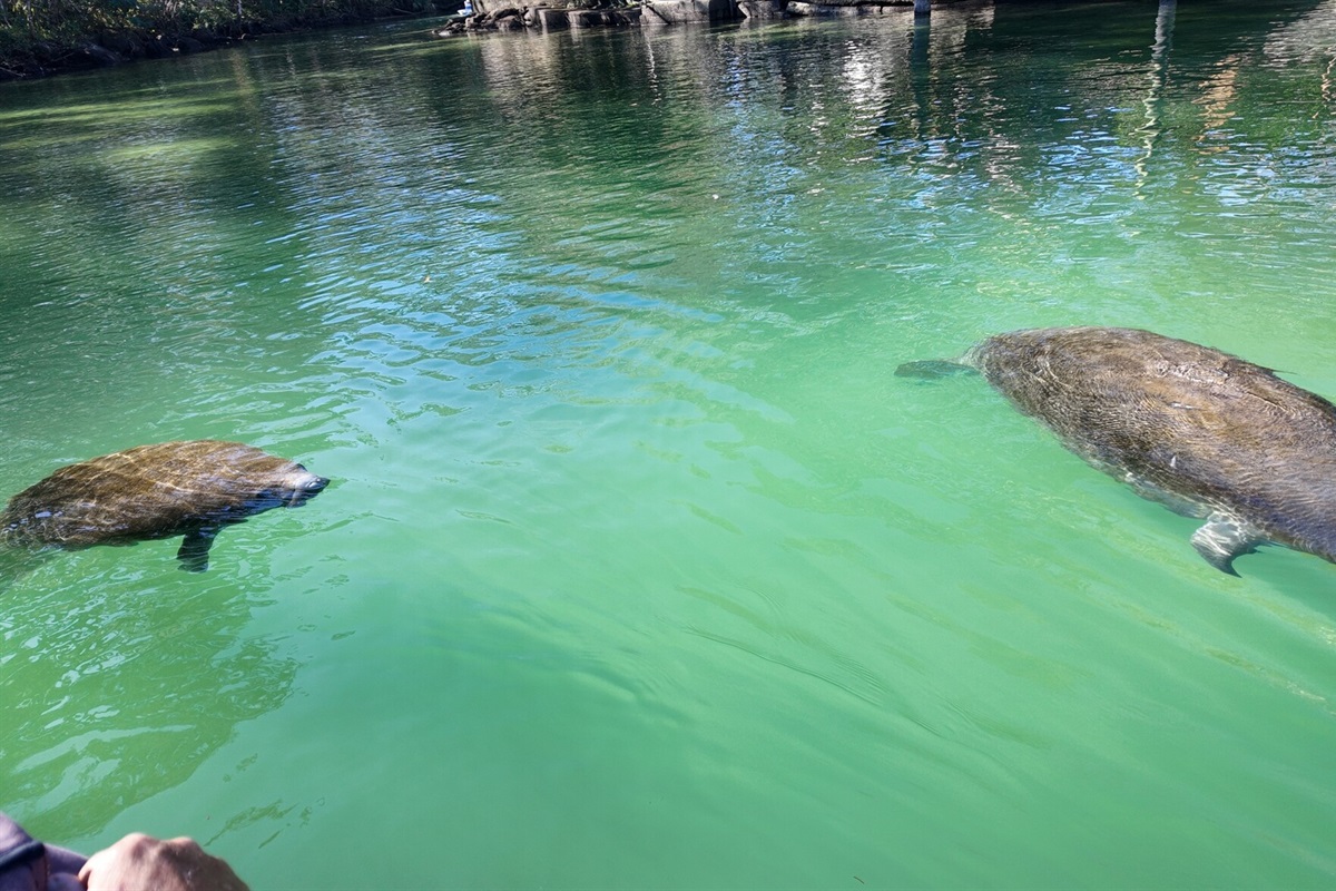 Manatees