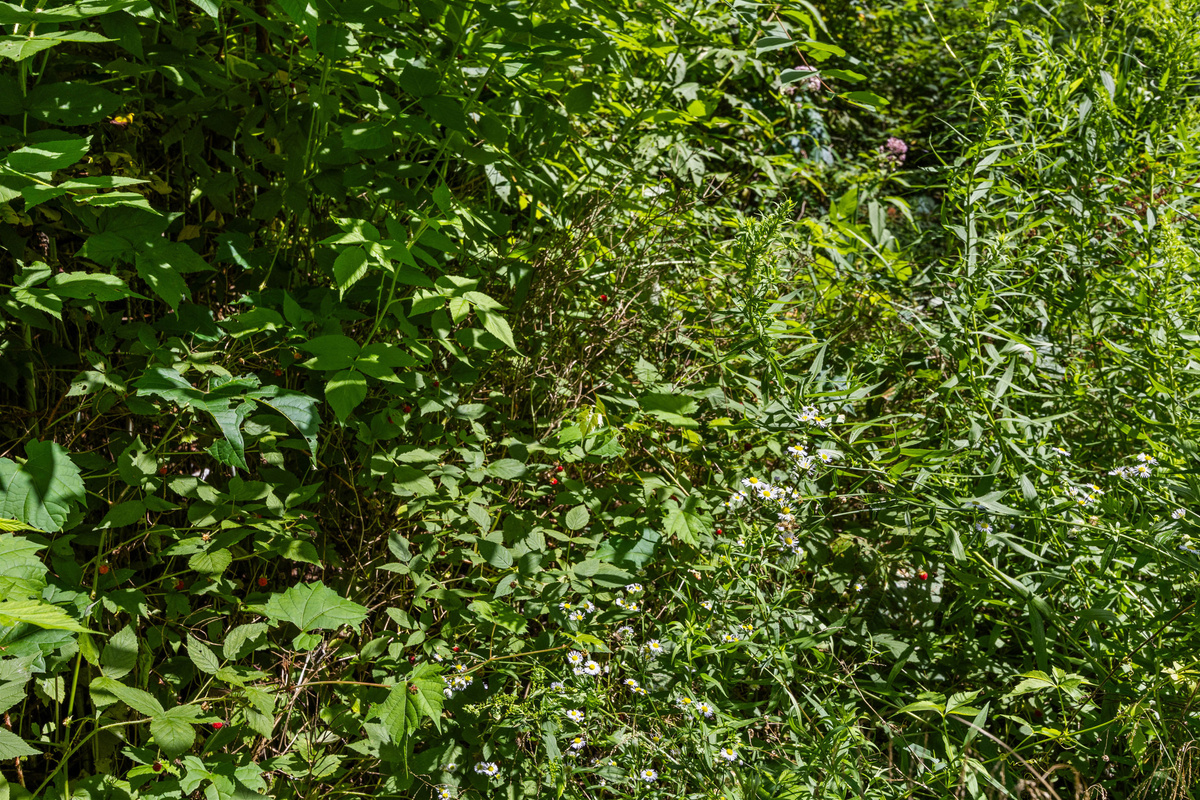 Raspberry and blackberry brambles offer fresh fruit when in season
