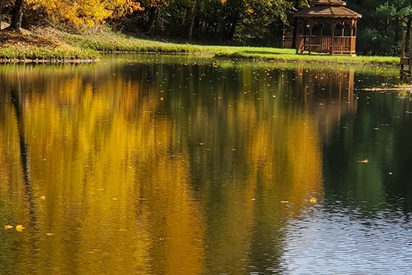Autumn leaves reflected in the on site pond.