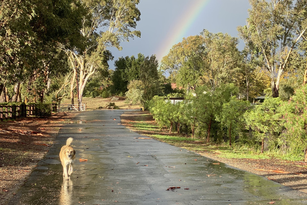 This is rush hour at Anavo Farm. Our home sits near the end of a quiet old ranch road, where traffic tends to have four legs.