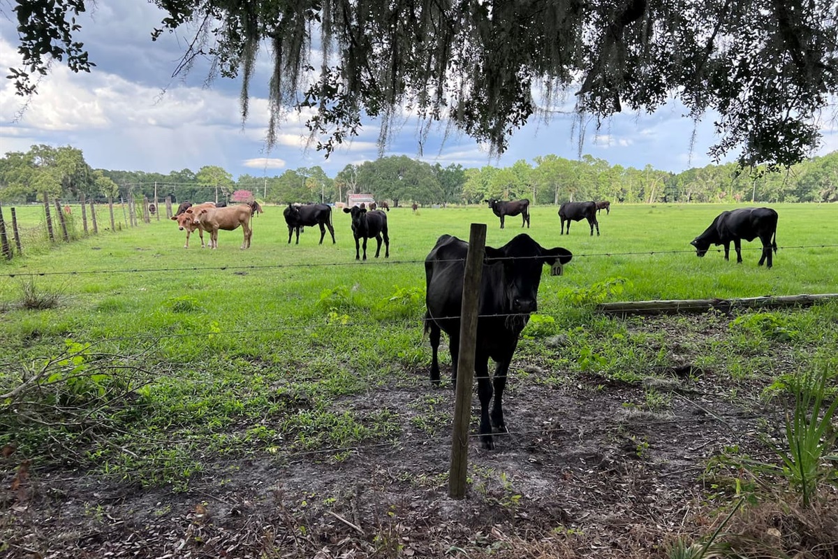 Neighboring cows, you can feed them if they come by the fence-line bordering the yard