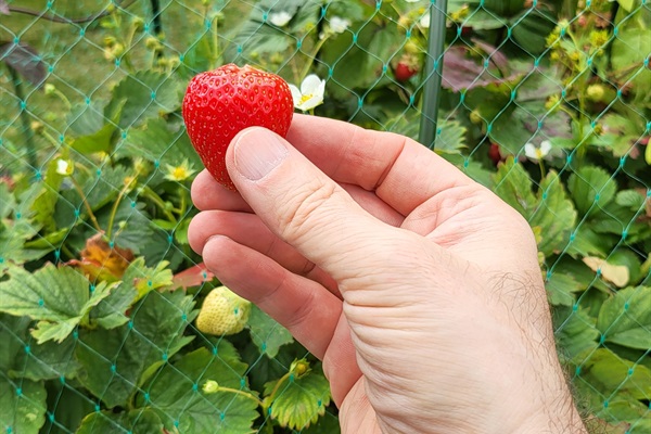 Various berries and fruits from the garden through the year.