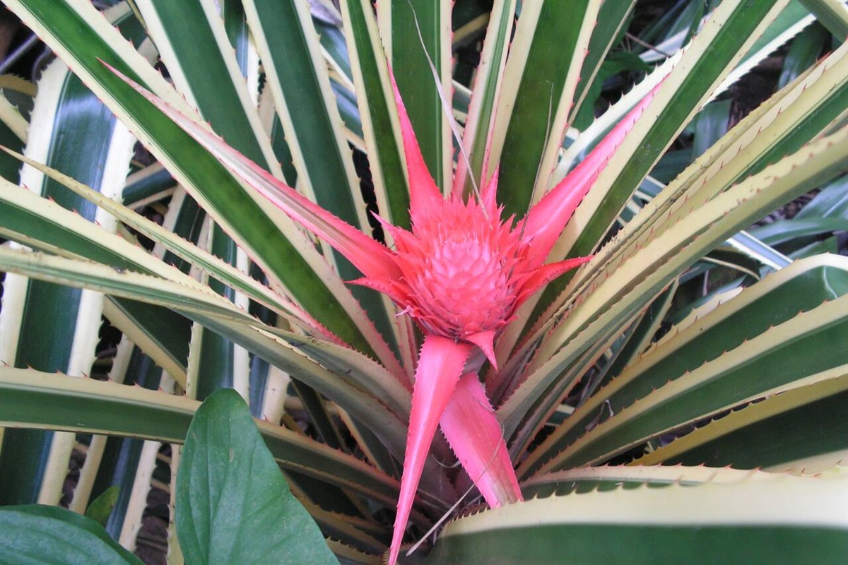 Ginger in bloom