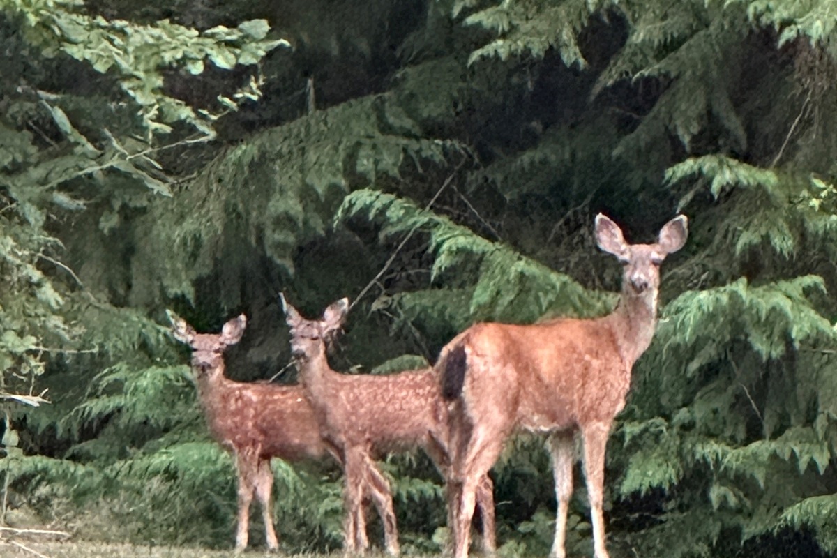 Keep an eye out—deer and their babies sometimes visit the lush backyard for a quiet moment