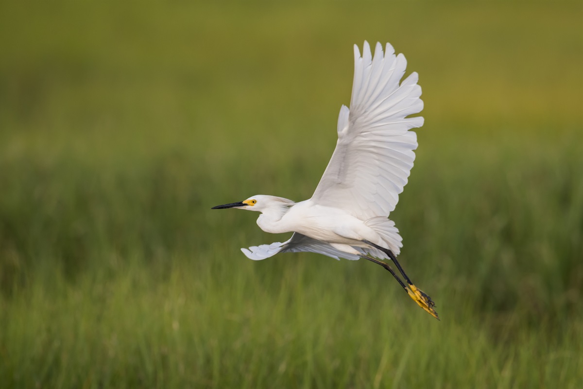 Wild life