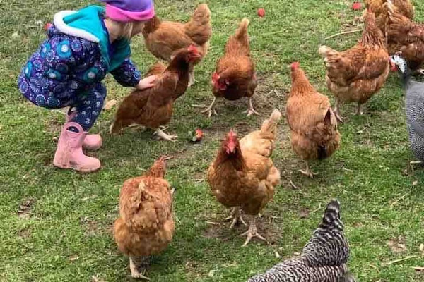 Friendly Chickens