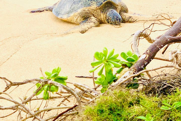 This amazing sea turttles "Honu" come and visit us or swim with us very often. They are harmless and very peaceful and safe to swim with .You'll  be able to snorkel with different type of fish, at this one of a kind beach right in front of your room!