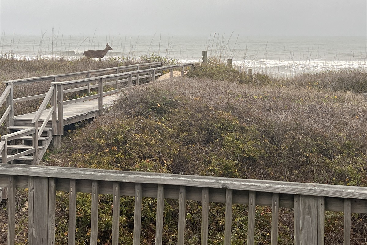 Wild life is never far in quiet Sanderling - view from the deck