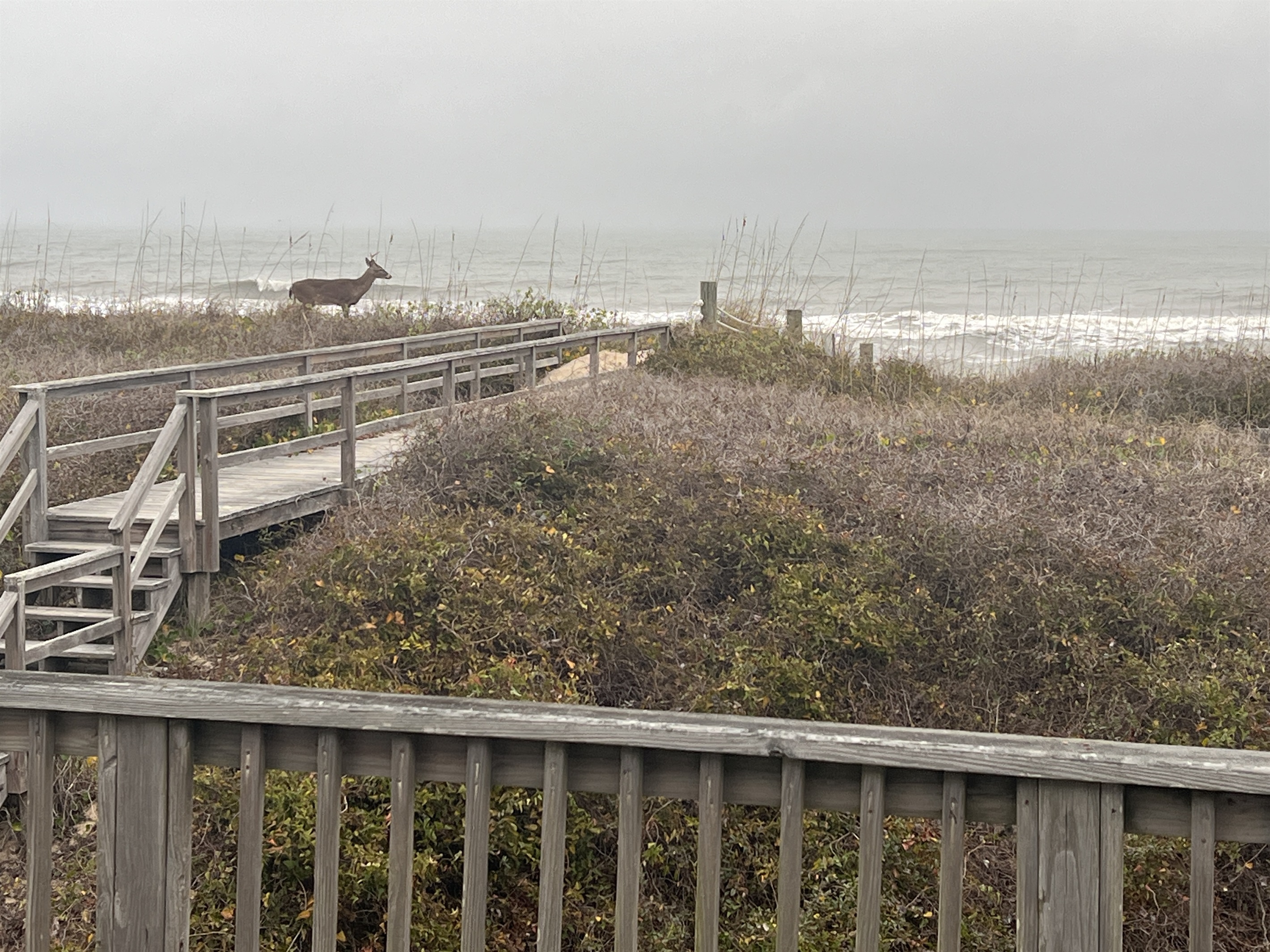 Wild life is never far in quiet Sanderling - view from the deck