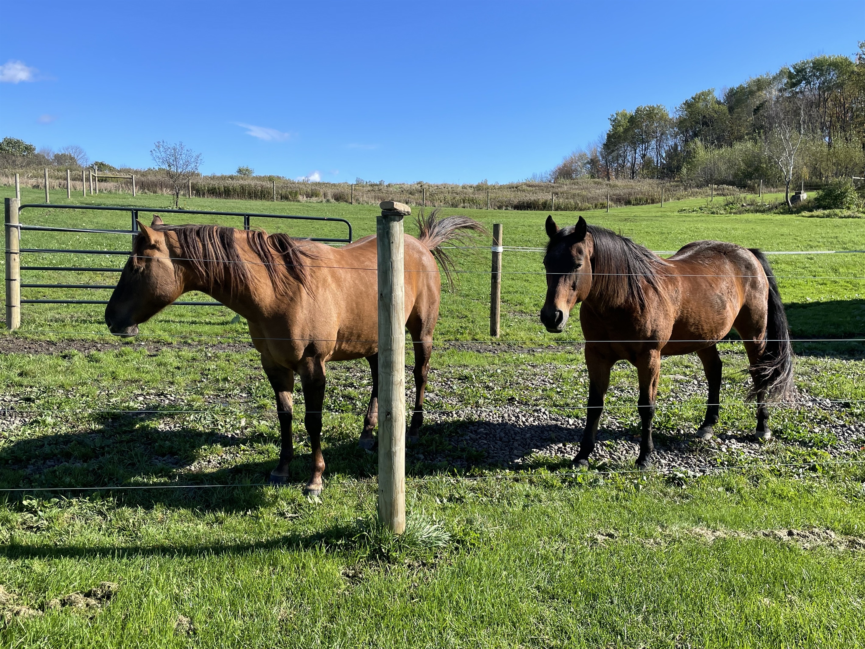 Resident horses