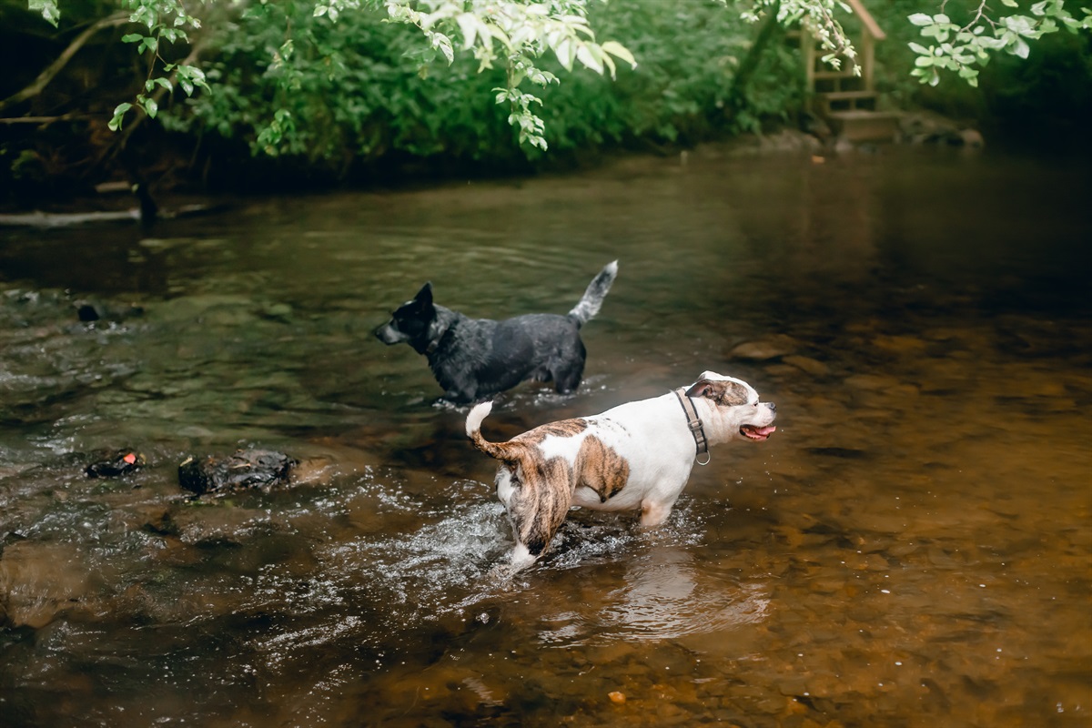 Camp Bluebird is a Dog's dream!