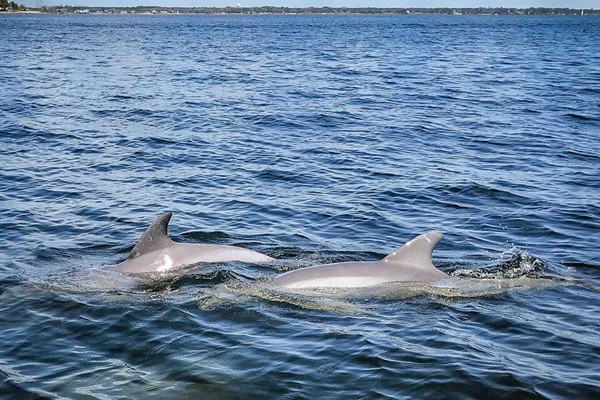 Dolphins swimming by the boat