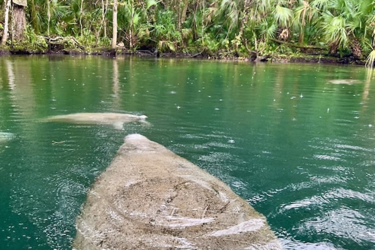 Manatees at hospital hole
