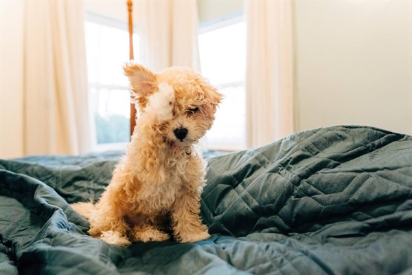 Best friends welcome! We are pet friendly and have provided waterproof bed and sofa covers, so everyone (even your dog) can feel free to relax and enjoy this wonderful space.