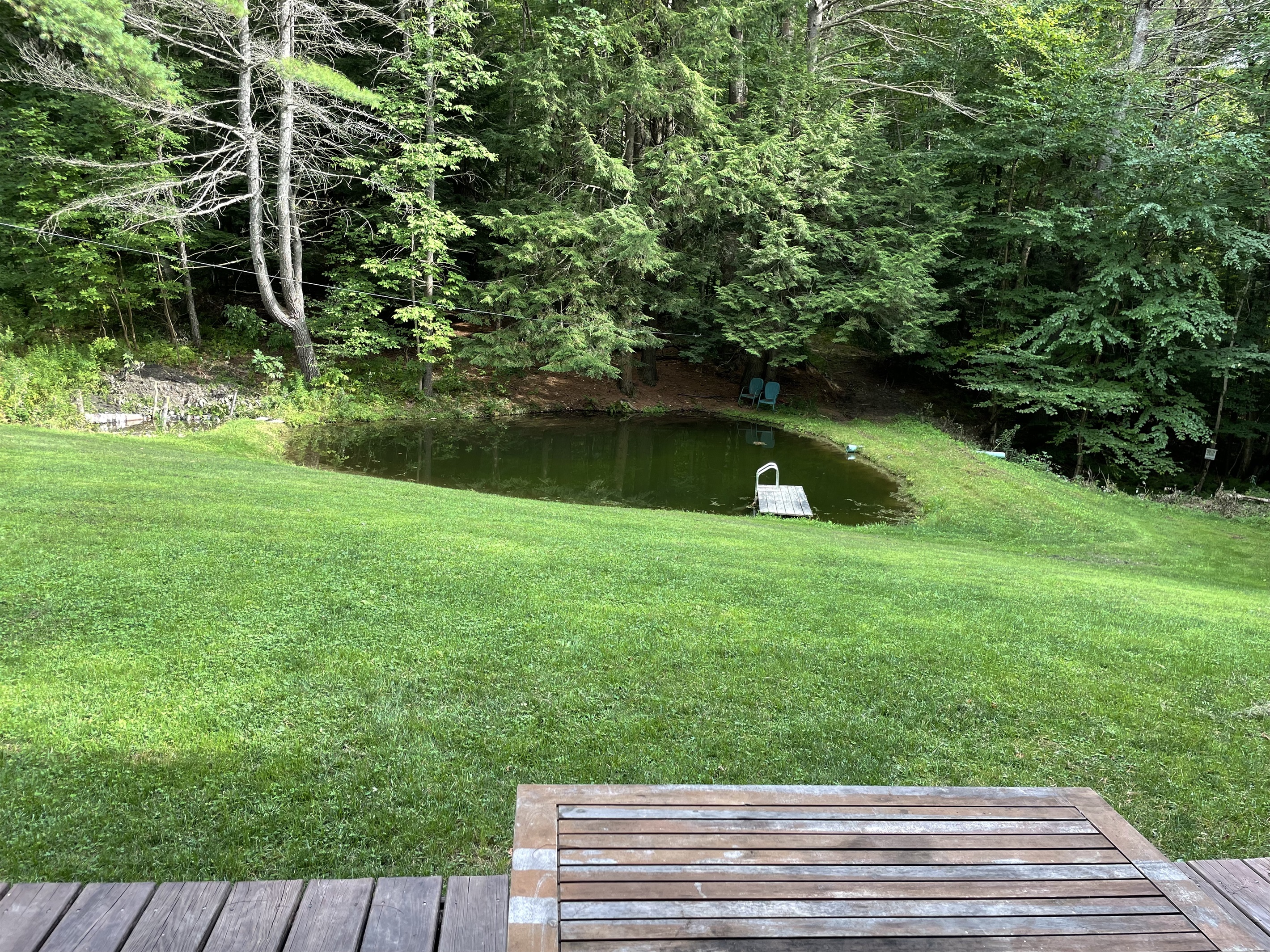 Edgewood pond - plenty of frogs to catch!!