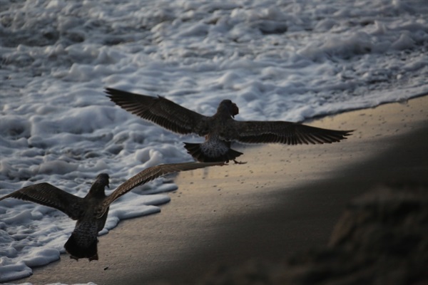 Pelicans in flight