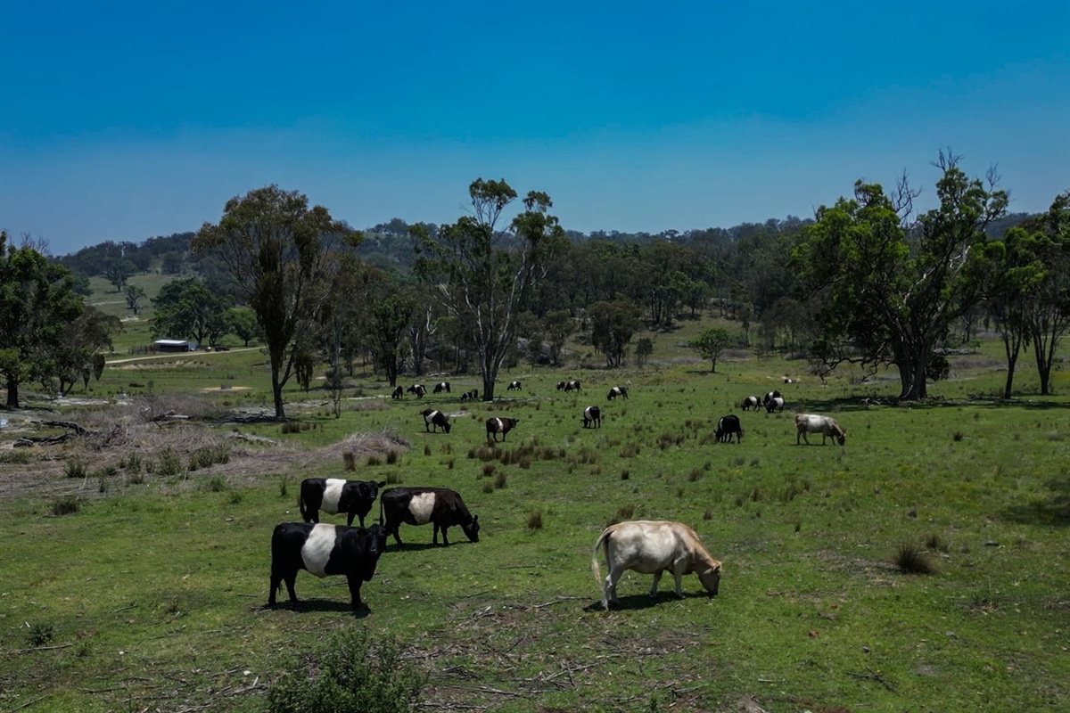 Cows grazing at our farm