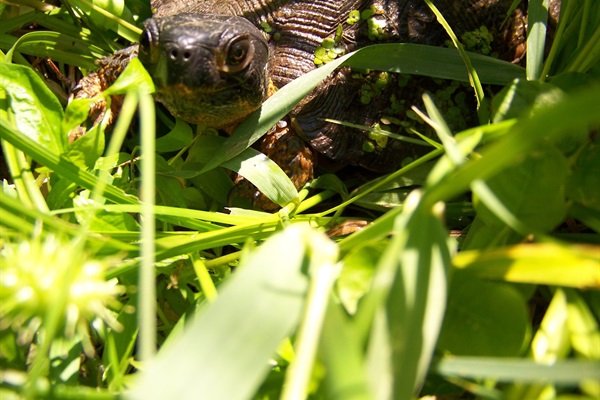 You may see turtles when you visit.