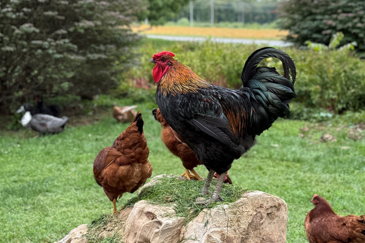 Enjoy Fresh Eggs Daily!