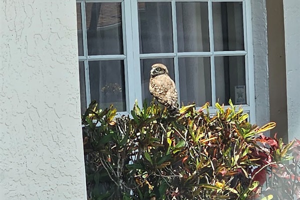 Meet Hootie, our resident owl. He and his girlfriend Tootsie live in our front yard.