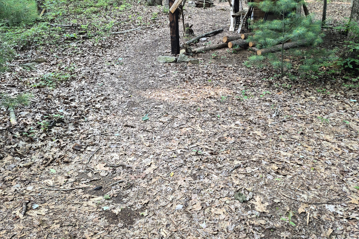 View of private forest standing in front of the hot tub entrance