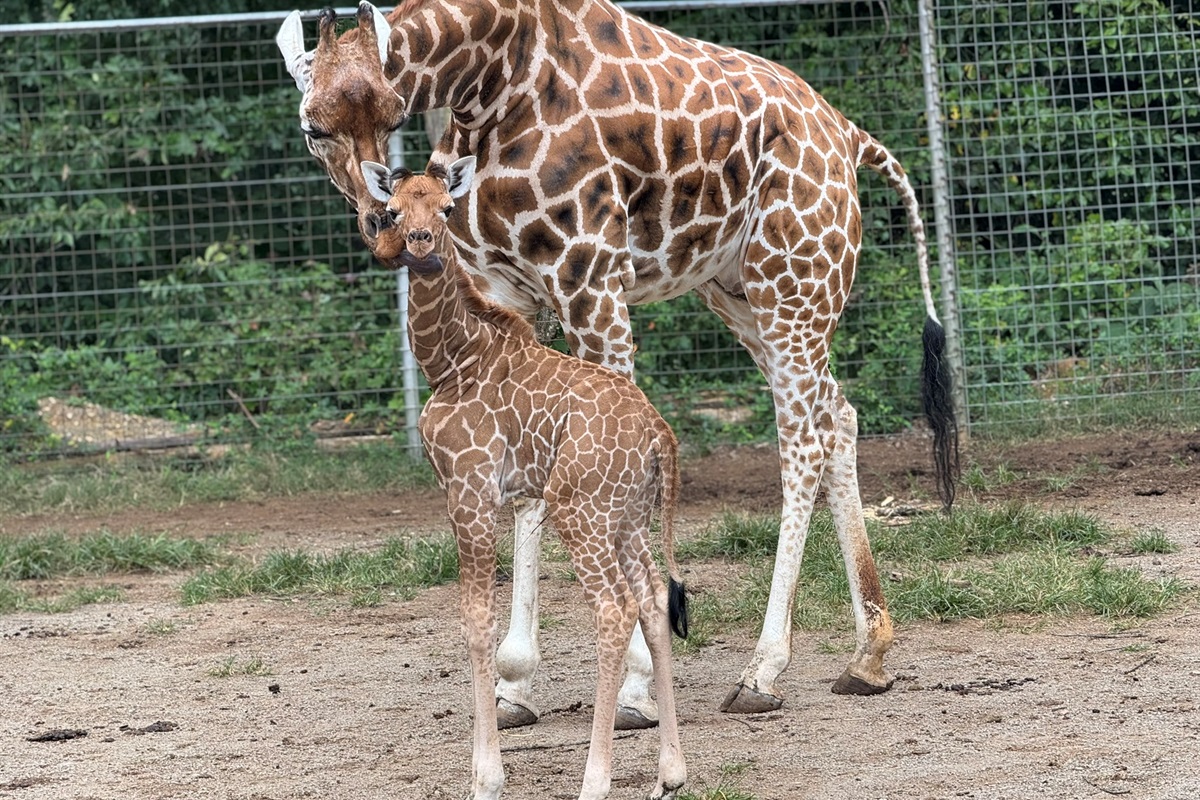 Witness heartwarming moments like this when you book your stay! Get up close to our gentle giraffe and its adorable baby.