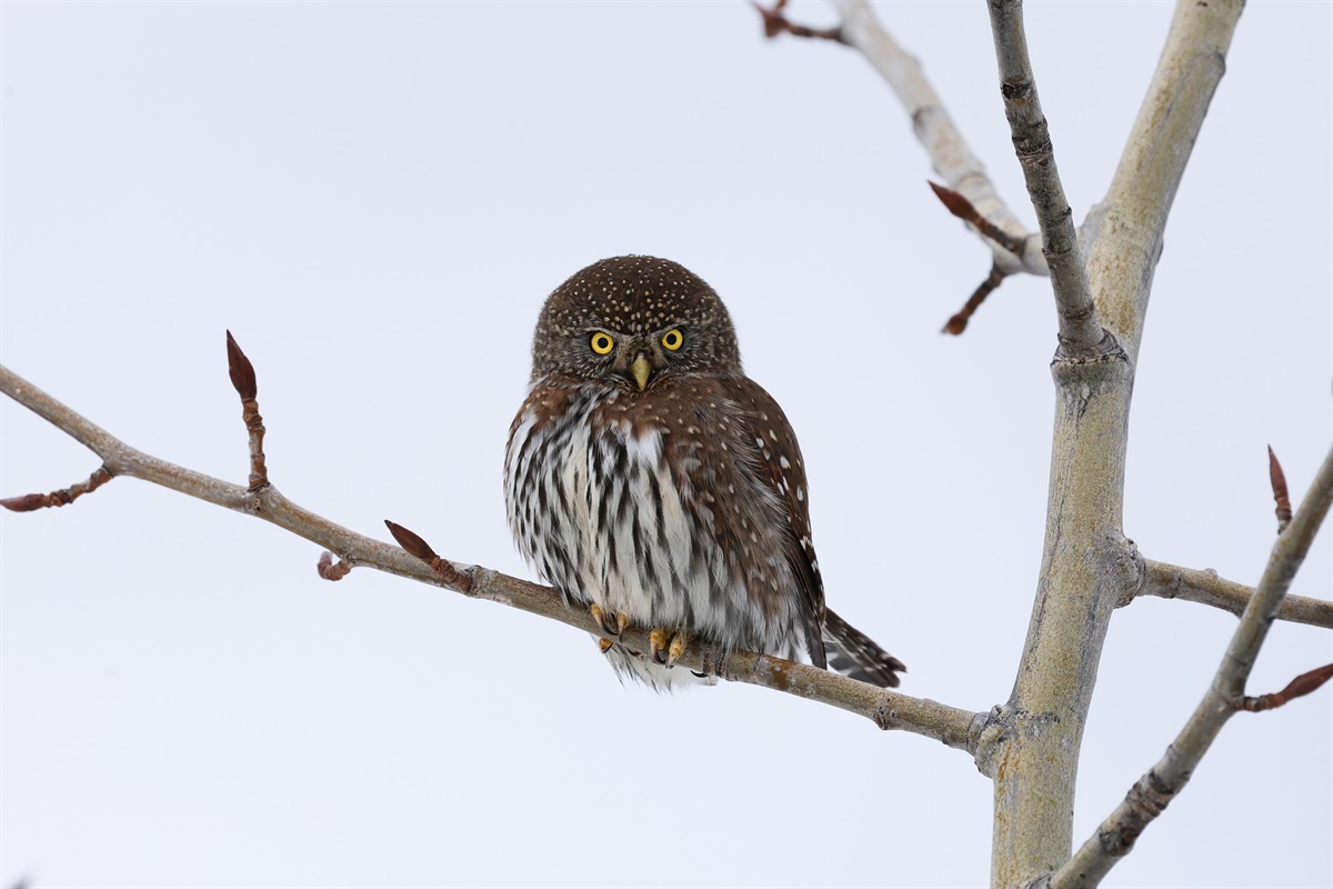 One of the many creatures that call our property home - the Northern Pygmy Owl. Viewed from our Kih&icirc;w Nature Trail.