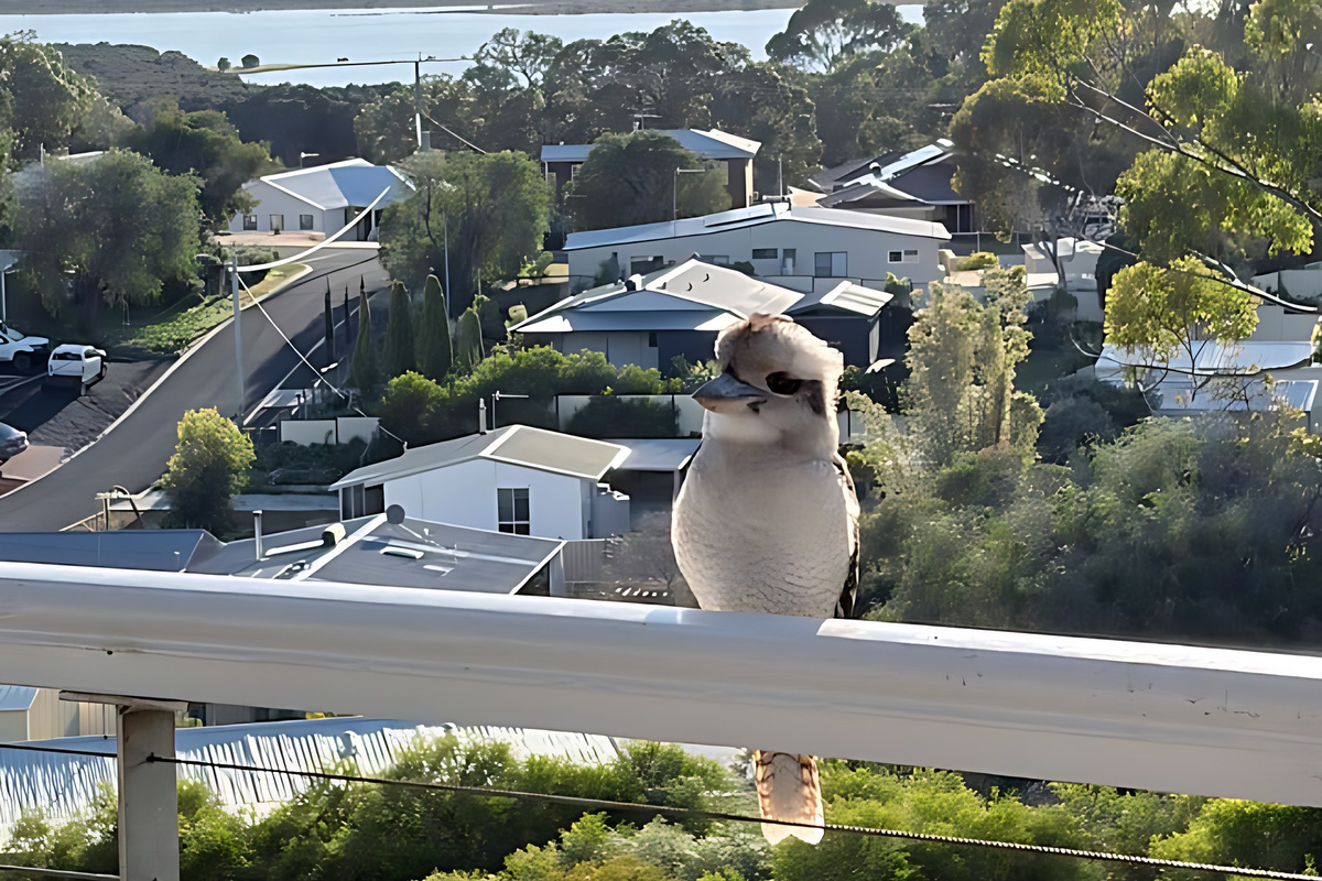 A kookaburra perched on the gazebo deck railing, looking out over the Preston Beach rooftops to Lake Preston and the Yalgorup National Park shoreline beyond.