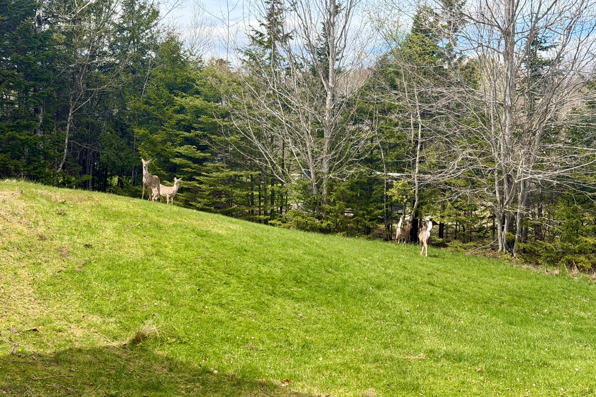 Experience Mount Desert Island’s "Quiet Side." Wake up to local wildlife from the deck of your private Acadia retreat. Our lush lawn is a sanctuary for this resident deer herd, offering a "National Geographic" moment in Southwest Harbor.
