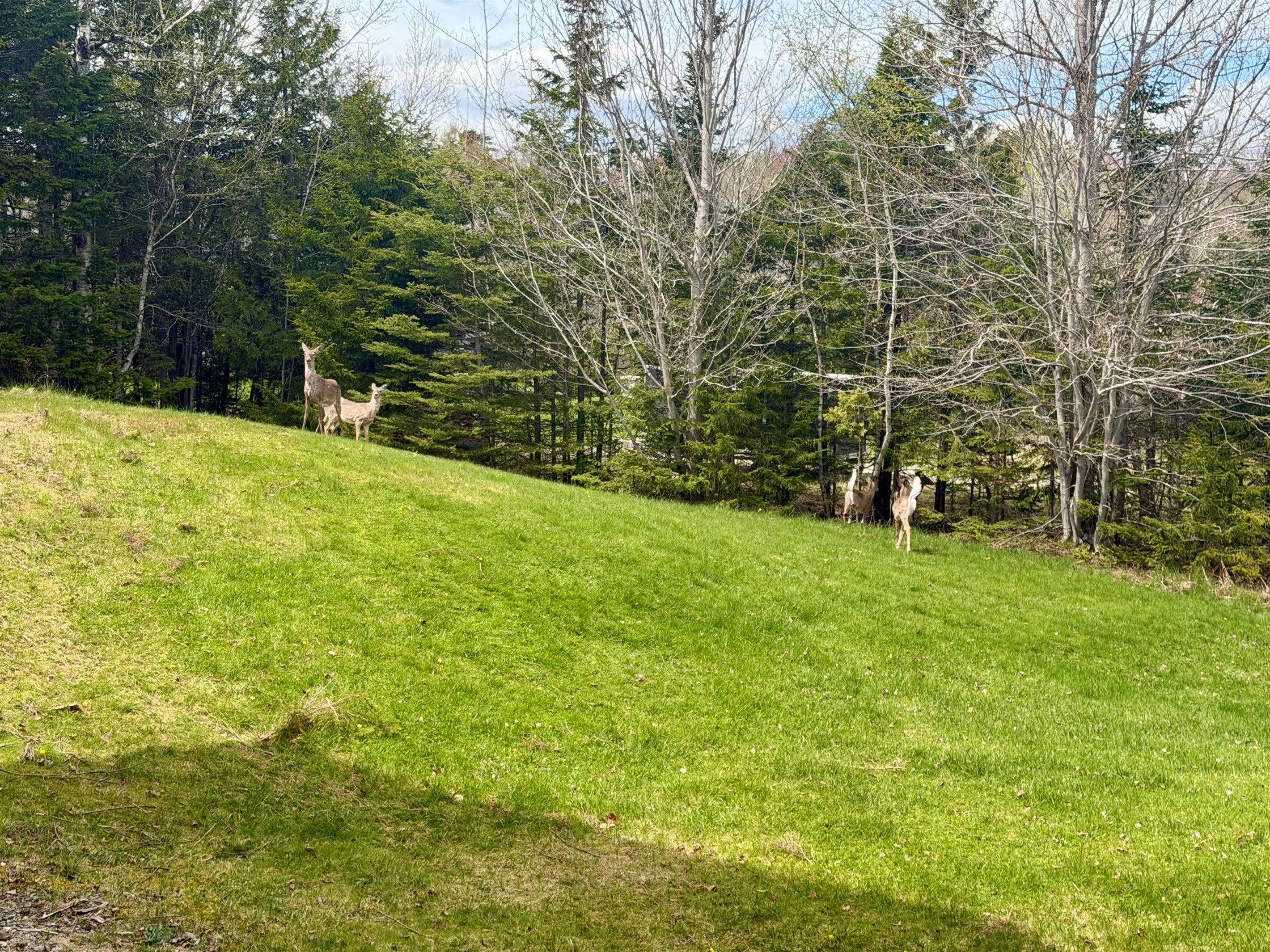 Experience Mount Desert Island’s "Quiet Side." Wake up to local wildlife from the deck of your private Acadia retreat. Our lush lawn is a sanctuary for this resident deer herd, offering a "National Geographic" moment in Southwest Harbor.