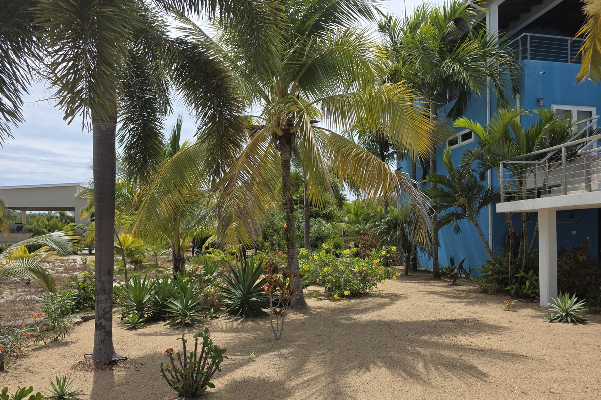 Lush Garden