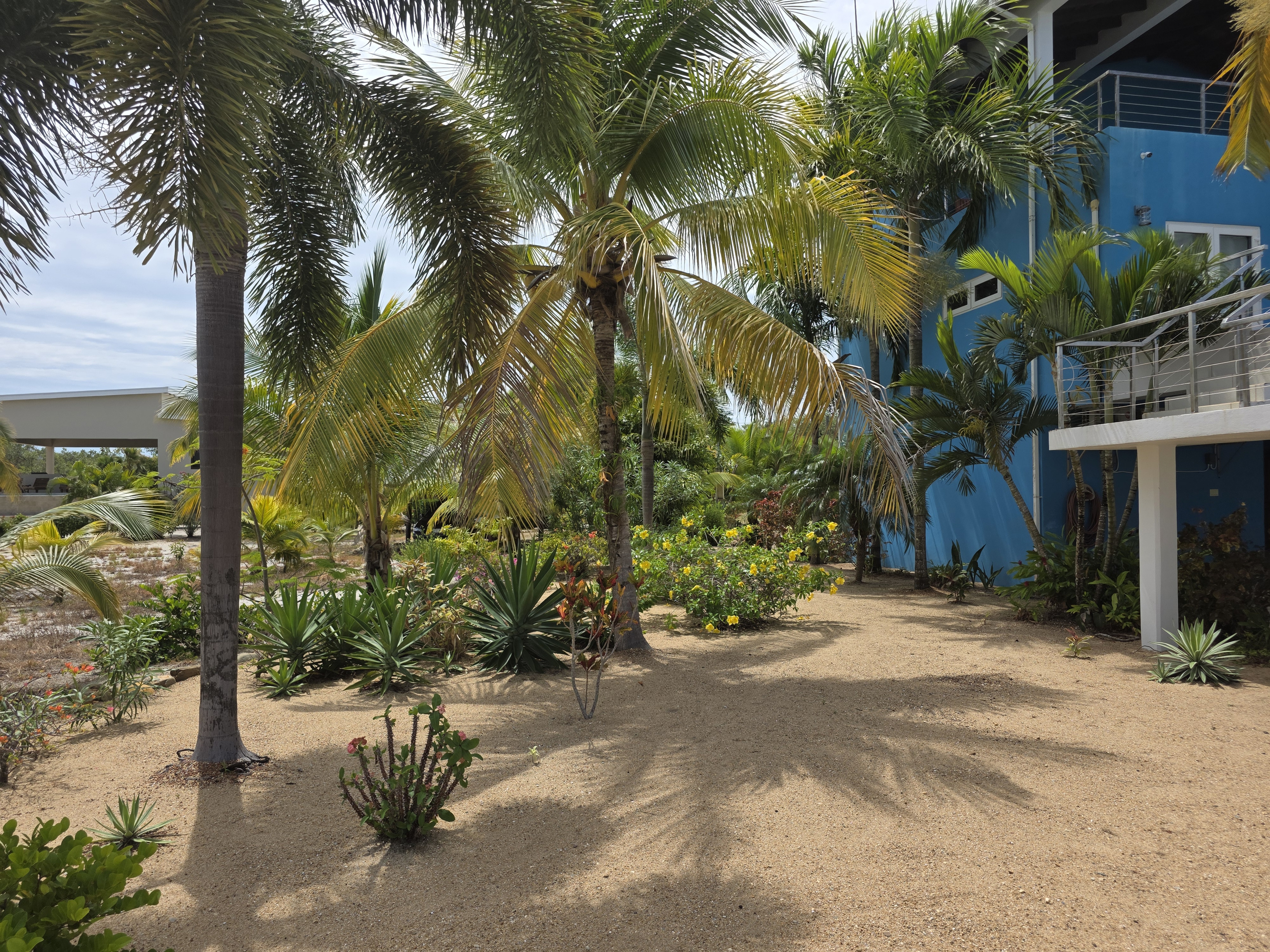 Lush Garden
