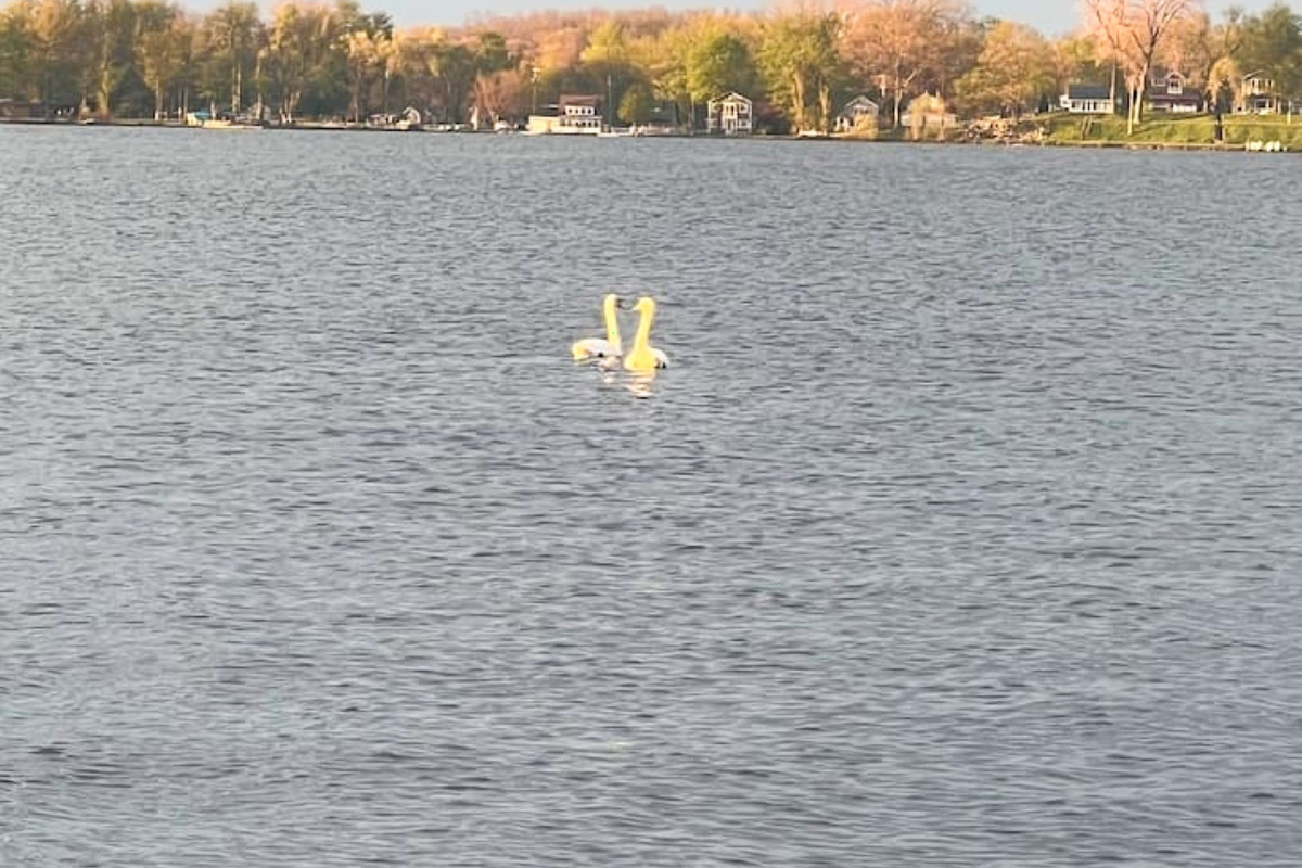Swans that live on Wamplers lake