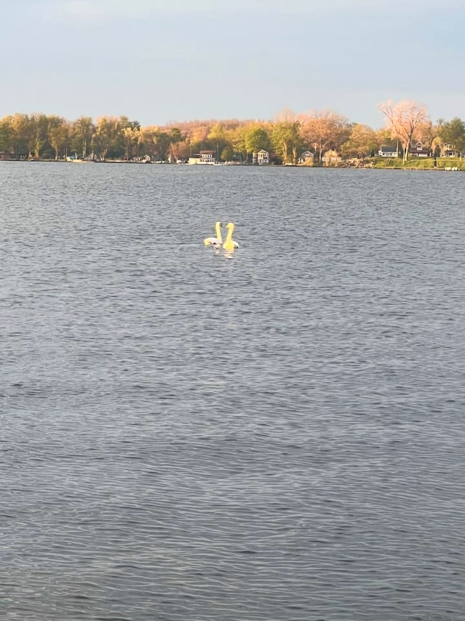 Swans that live on Wamplers lake