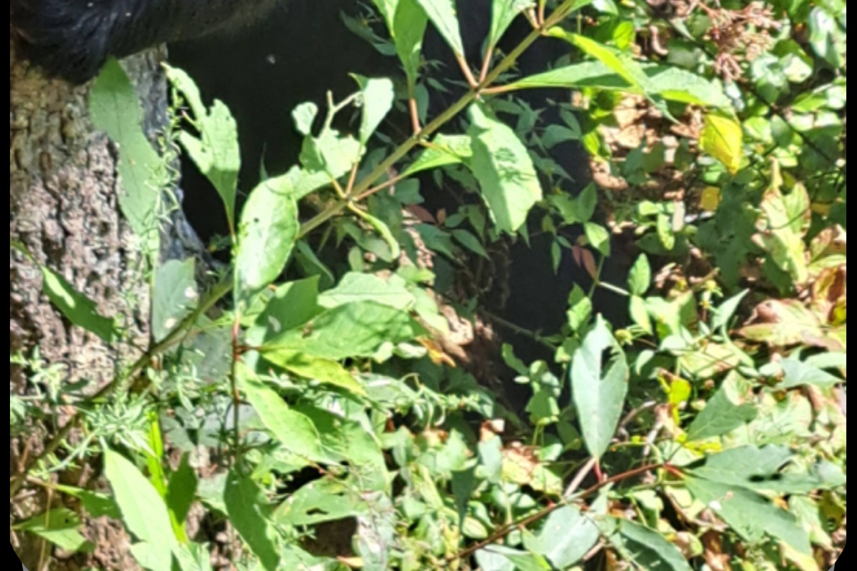 Bear photo captured by guest behind the cabin