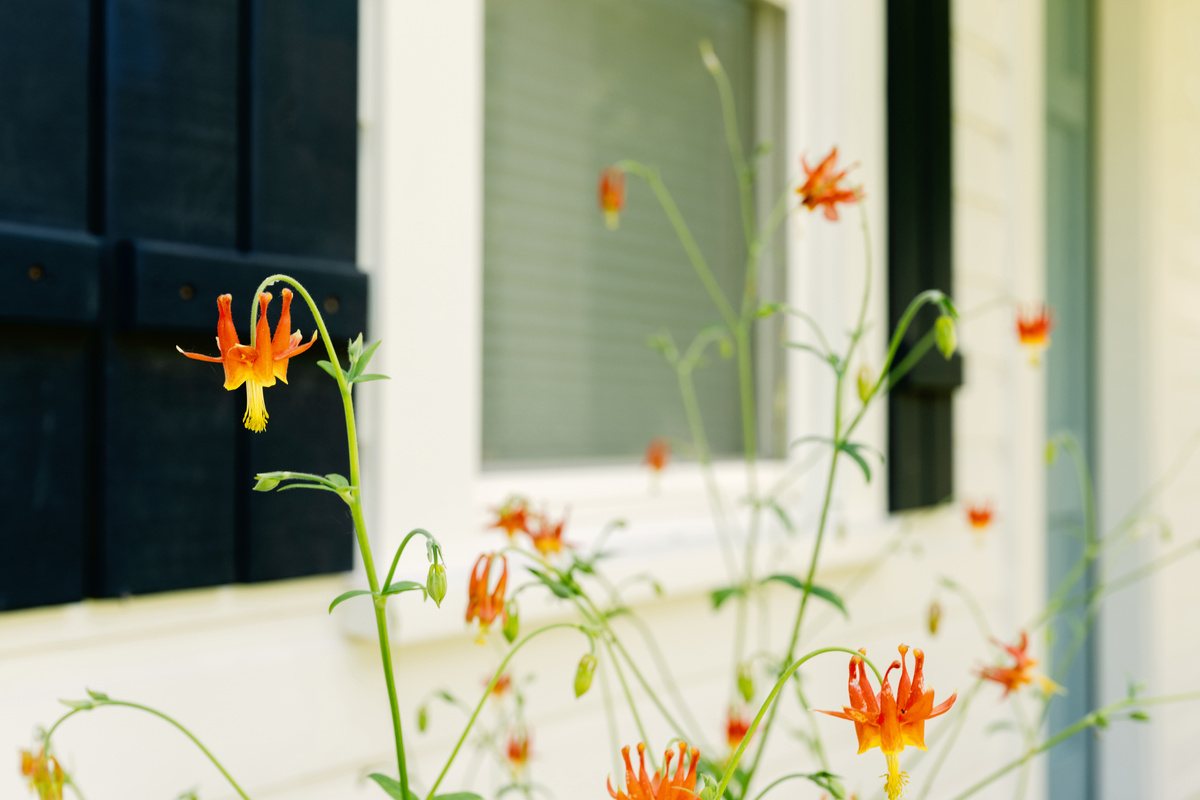 Gorgeous flowers outside the Cookhouse