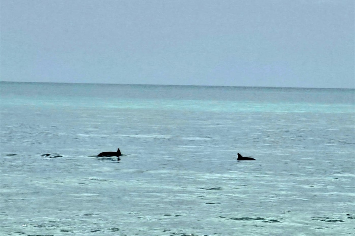 Be on the lookout for dolphins, we have tons in our area.
Sit on the back balcony, watch the sunset and enjoy the dolphins in the sound.