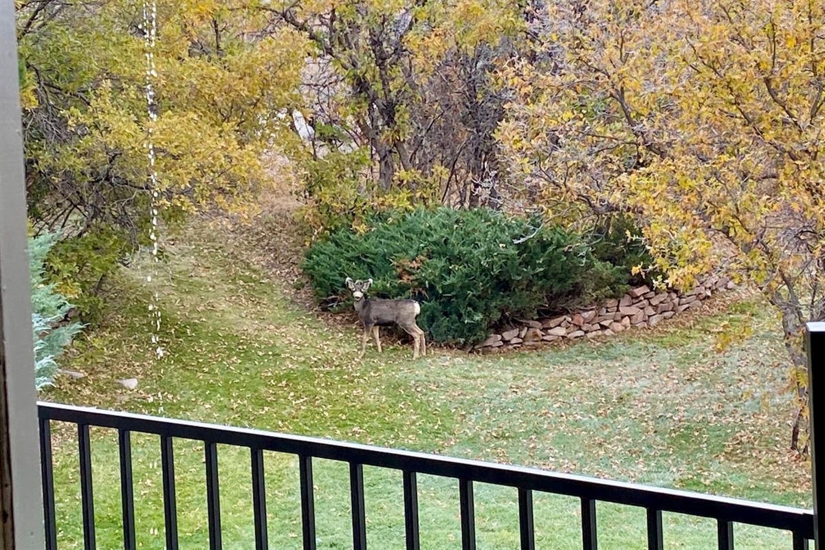 Beautiful wildlife!