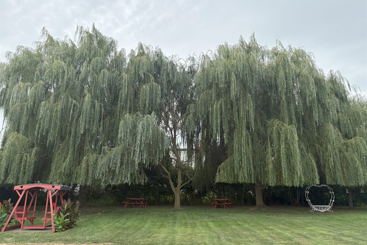 Backyard Willow Trees