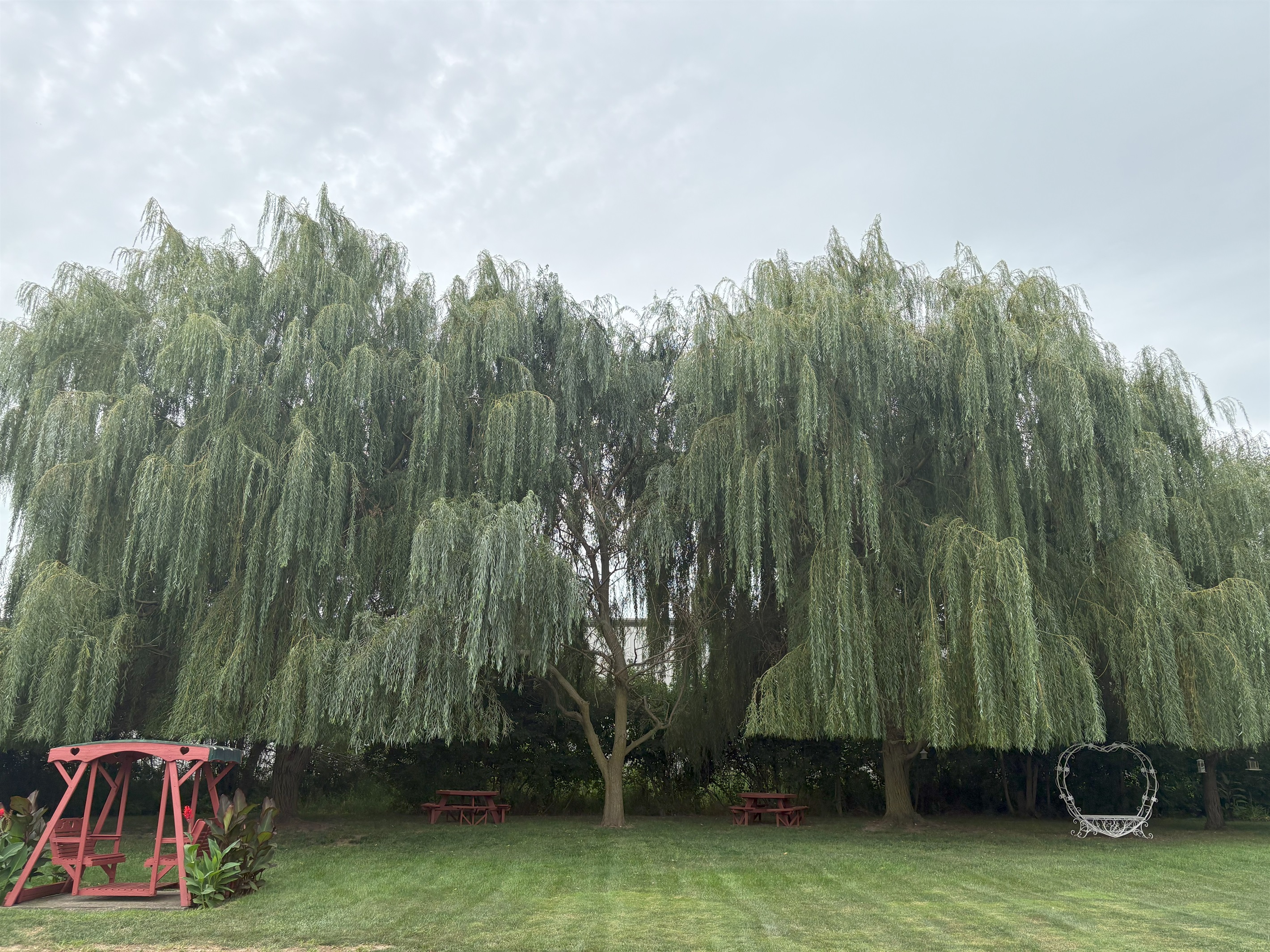Backyard Willow Trees