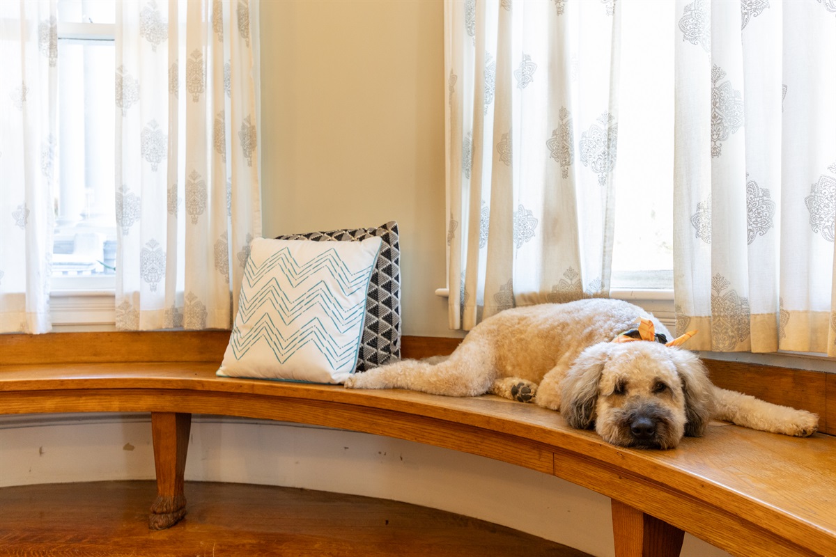 Dog-friendly space designed so your furry friend can relax too.