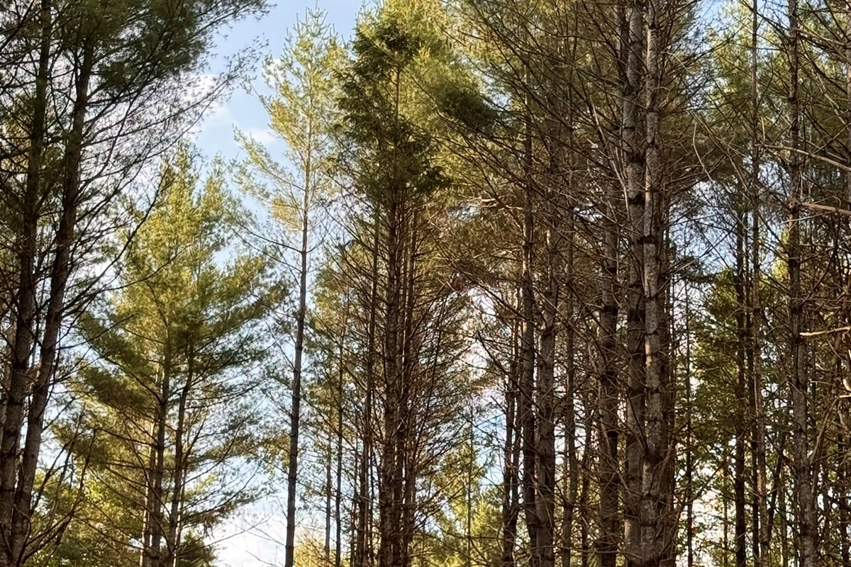Surrounded by Pines