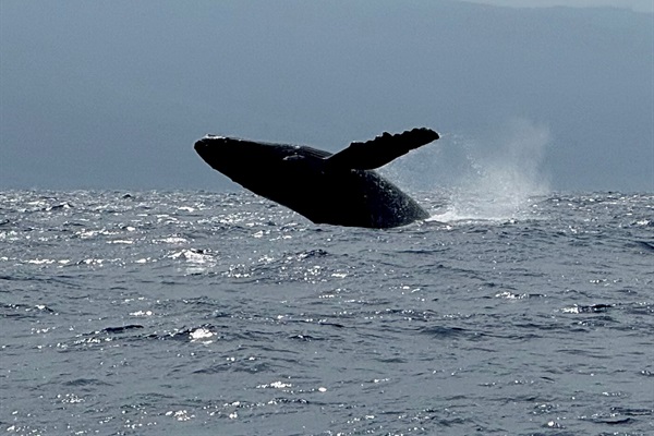 Whales breaching off shore in season