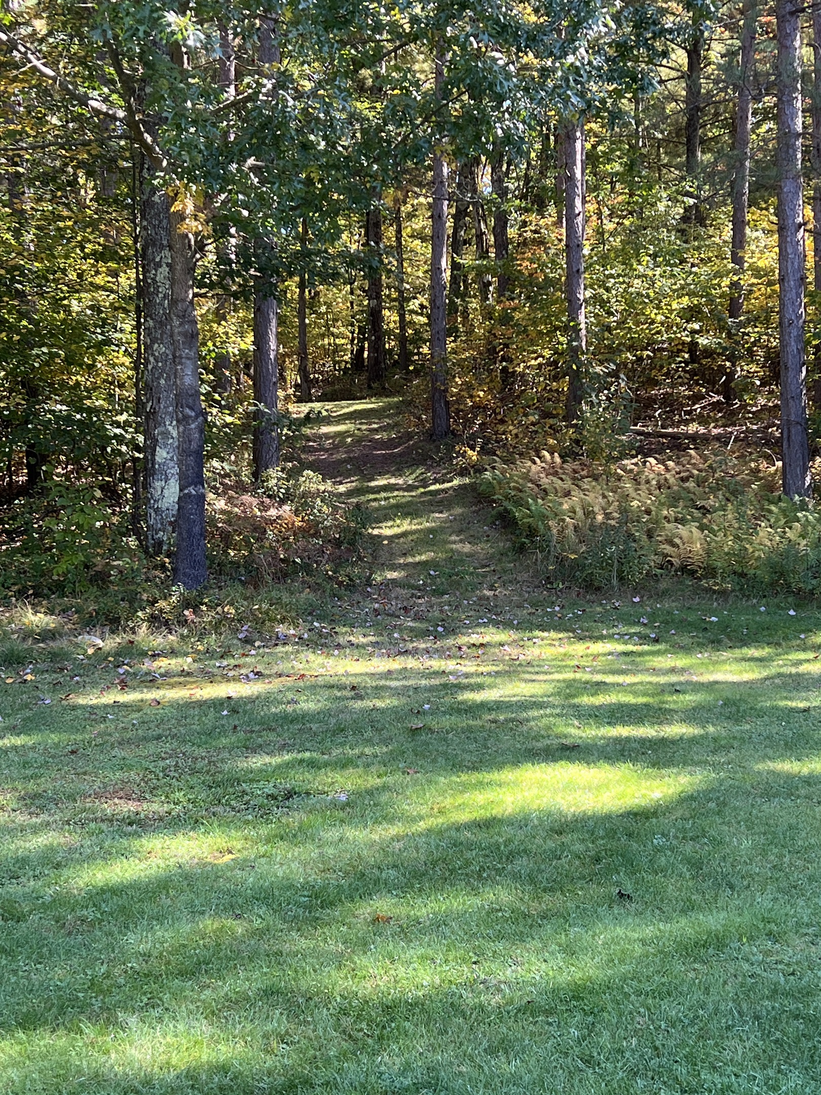 Your adventure through the woods begins here!